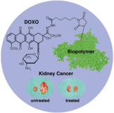 Doxorubicin-biopolymer conjugate for cancer therapy