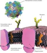 Nanoparticle-protein corona complex