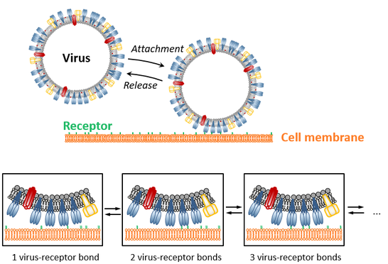 Virus Receptor Interactions