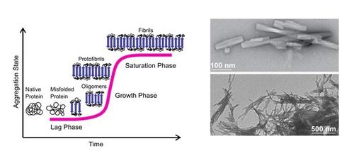 (Left) Pathway of amyloid formation (nucleation-dependent fibril formation). (Right) Negative staining transmission electron microscopy (TEM) images of an NFGAIL solution showing the morphology of the resulting amyloid fibrils. 