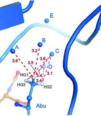 Binding pocket of β-trypsin-BPTI-Abu complex