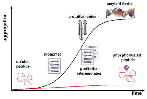 Pathway of amyloid formation and inhibition by phosphorylation