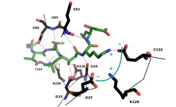 Peptide inhibitor model