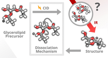 Glycerolipid_fragments_Carla