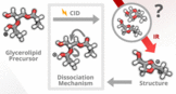 Glycerolipid_fragments_Carla