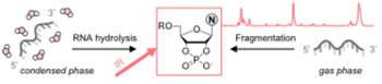 TOC_RNA