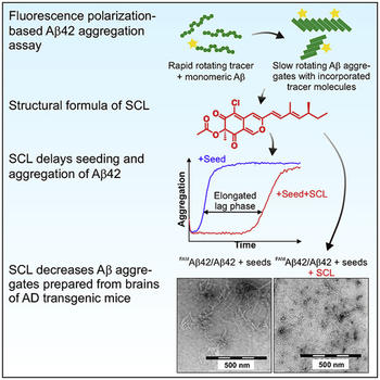 Sclerotiorin Stabilizes The Assembly Of Nonfibrillar Abeta42 Oligomers With Low Toxicity Seeding Activity And Beta Sheet Content Pagel Group Department Of Biology Chemistry Pharmacy