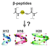  β Peptide Structures