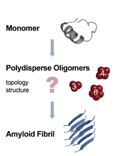 amyloid_short_2