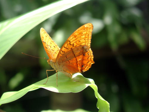 Kuranda Rainforest, Australia