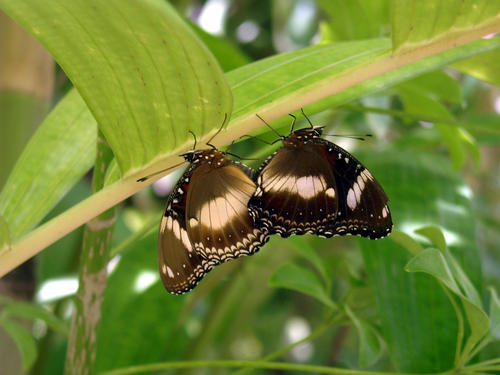 Kuranda Rainforest, Australia