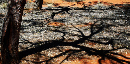 Desert Trees