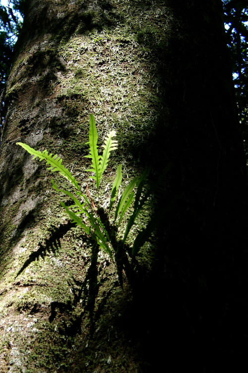 Australia - Dorrigo National Park