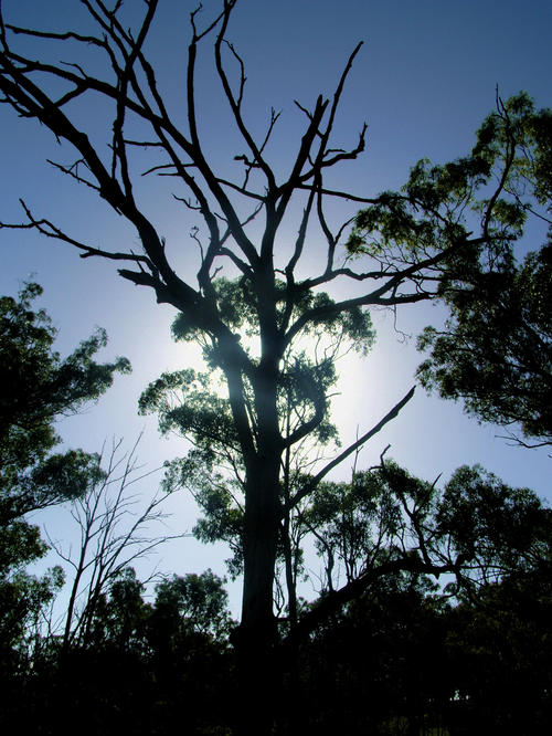 Australia - Oxley Wild Rivers National Park