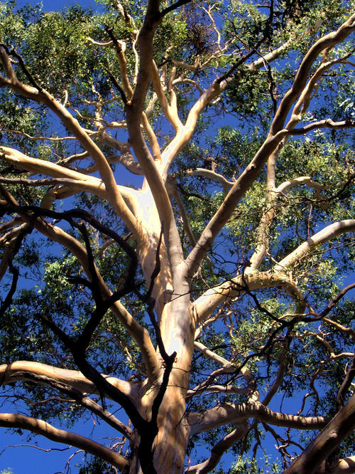 Australia - Oxley Wild Rivers National Park