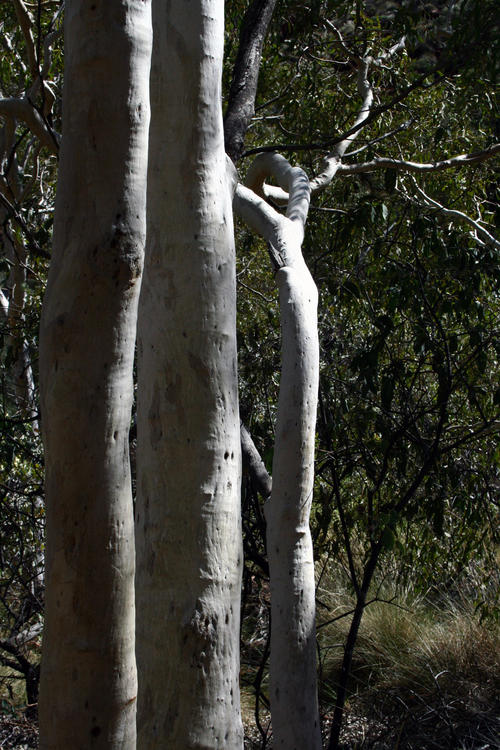 Australia - Kings Canon