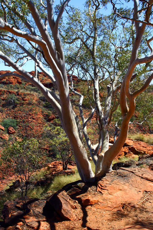 Australia - Kings Canon