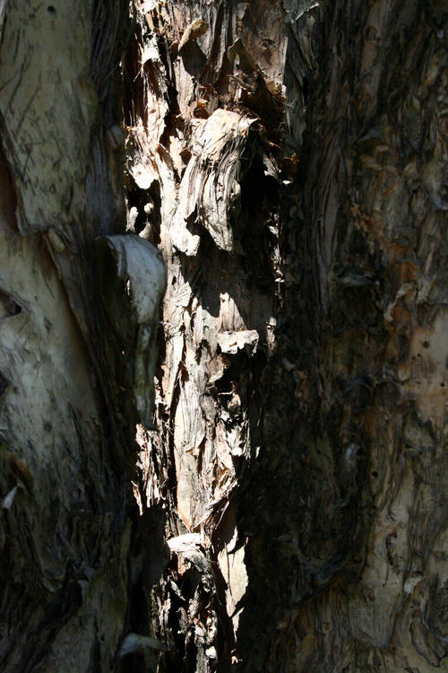 Australia - Paper Bark Tree