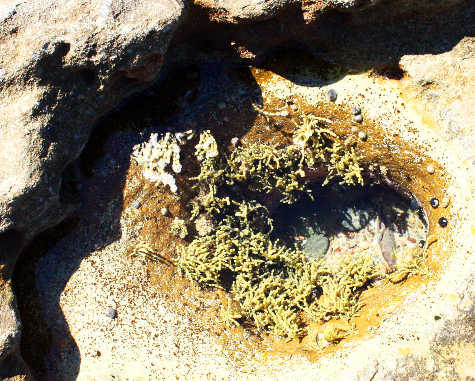 Tide Pool 1