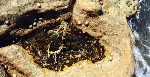 Tide Pool 3