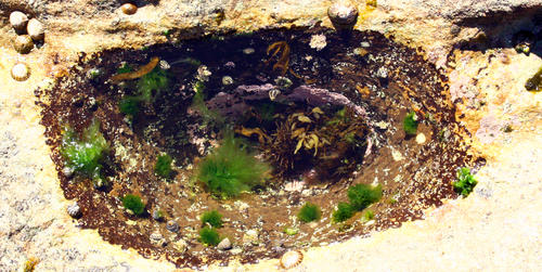 Tide Pool 5