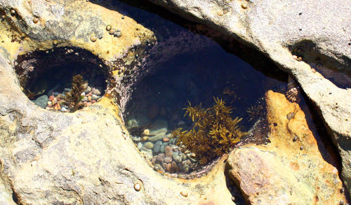 Tide Pool 6