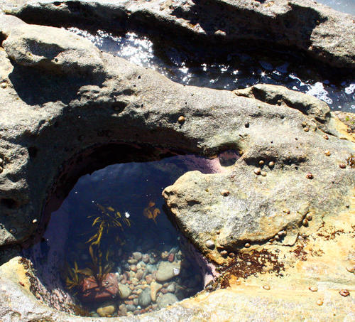 Tide Pool 8