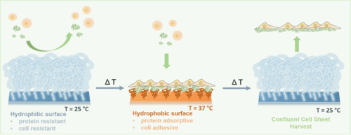 Thermoresponsive surfaces