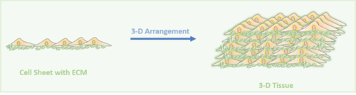 Cell Sheet Engineering