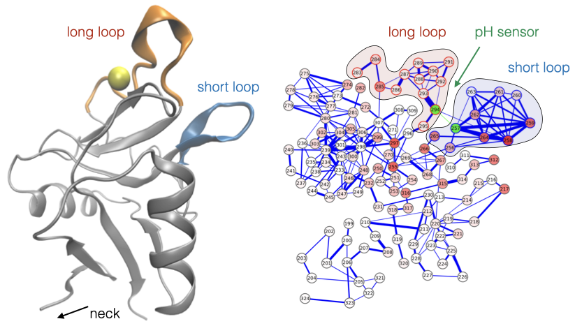 Allosteric network of C-type lectin Langerin