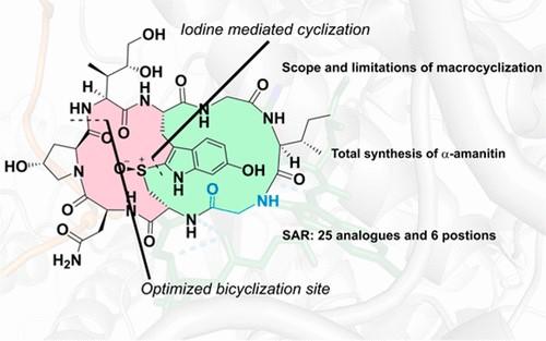 Iodine-mediated tryptathionine formation facilitates the synthesis of novel amanitines