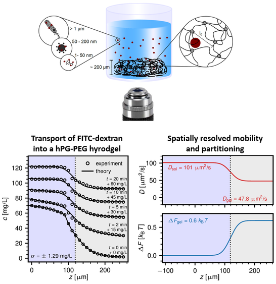 Concept Confocal Permeability
