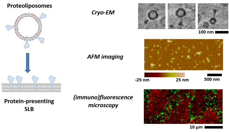 Lipid Characterization