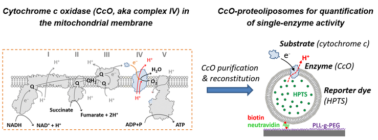 Concept Proteoliposomes