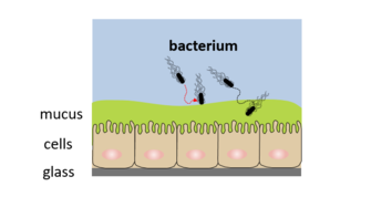 Concept In Situ Bacterial Tracking