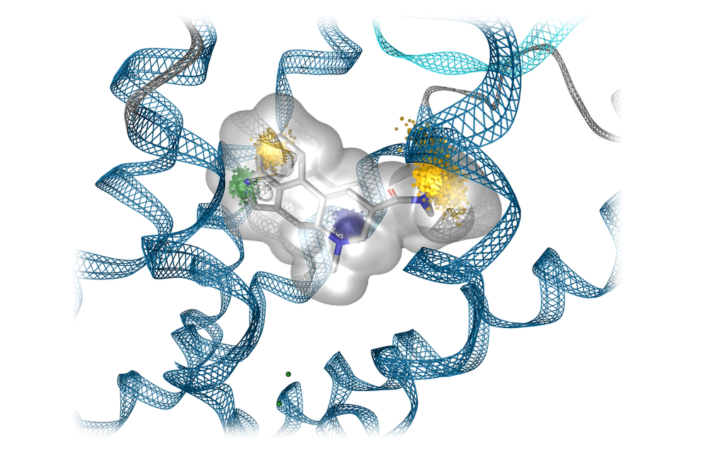 dynophores