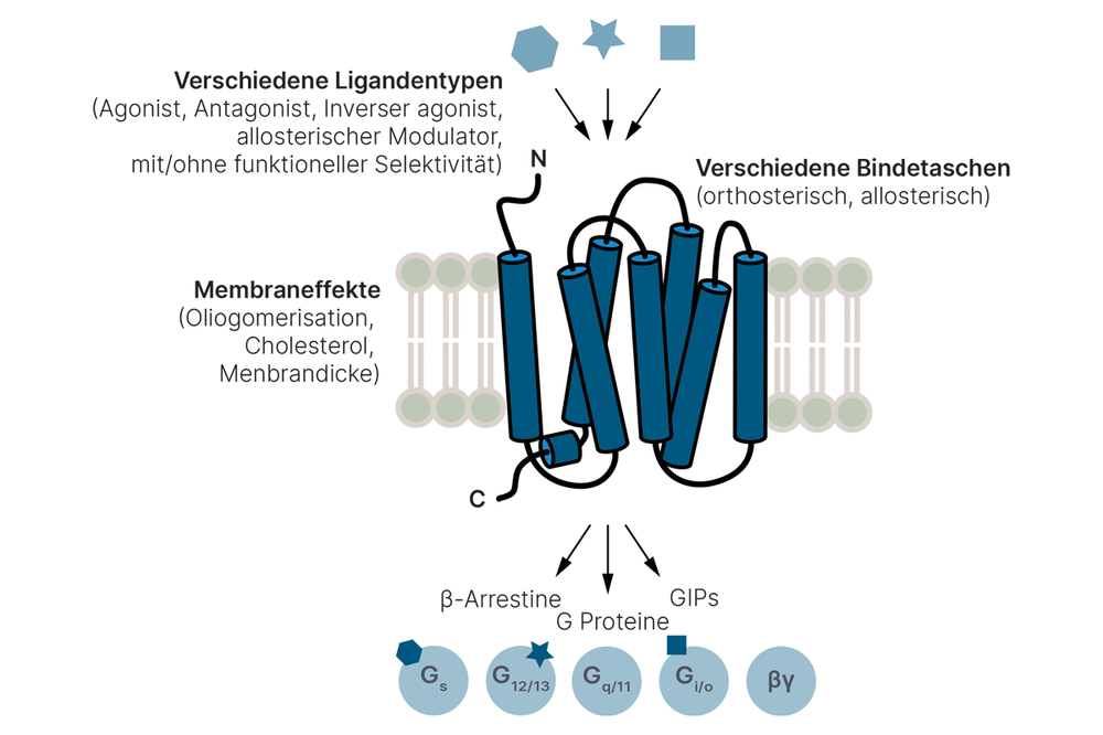 gpcr