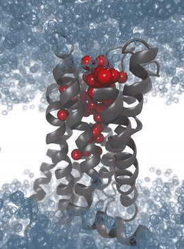 Simulation of the protein dynamics of the M2 receptor: The solvation patterns of the binding pocket enable the recognition of interaction patterns for the development of 3D pharmacophores for virtual high-throughput screening