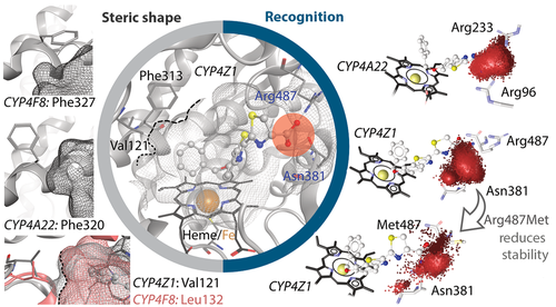 Substrate binding modeling in the cytochrome P450 4 (CYP4) family