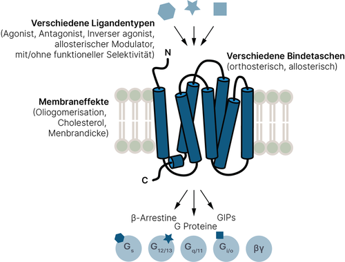 Die Herausforderungen beim Design neuer GPCR-Liganden: Mehrere (überlappende) Bindungsstellen, Membraneigenschaften, gezielte Modula¬tion der konformationellen Dynamik, die spezifische Veränderungen in der intrazellulären Bindung von Signalproteinen