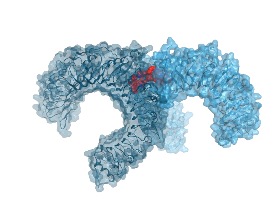 The degree of TLR dimerization regulates inflammation and immune response. We are developing ligands that can specifically influence the extent of dimerization and thus the immune response.