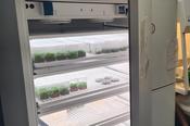 Plant samples in fridge
