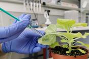 Infiltration of a plant leave