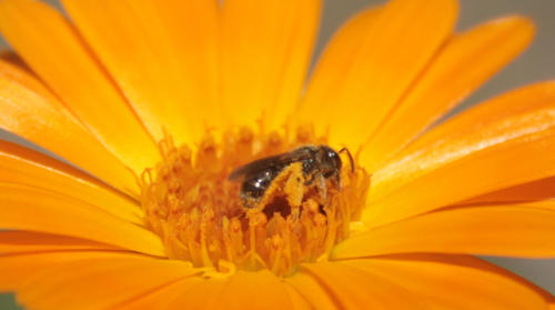 15_Wildbiene-auf-Ringelblume