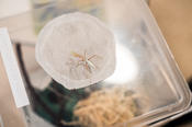 Biologie: Aug' in Aug' mit der Gottesanbeterin