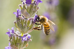 Bienen sind für viele Wissenschaftsbereiche interessante Forschungsobjekte, etwa für die Biologie, die Veterinärmedizin und die Informatik. Bildquelle: rollingroscoe, morguefile.com