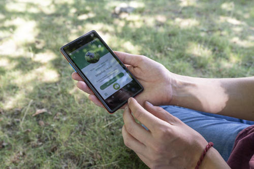 Detailaufnahme eines Smartphones, das jemand in der Hand hält. Auf dem Handy-Bildschirm ist die App iNaturalist geöffnet.