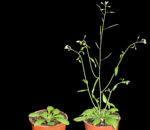 Die Bereitschaft zum Blühen wird bei der Modellpflanze Arabidopsis durch das Hormon Cytokinin reguliert.