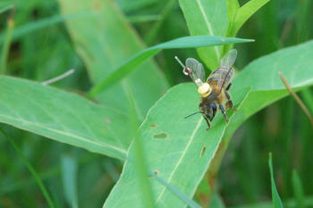 Honey bee with transponder