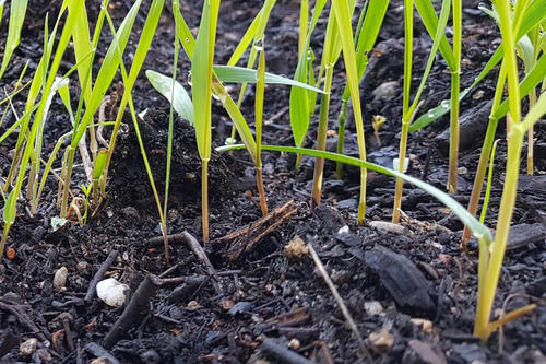 Böden reagieren auf eine Vielzahl von menschlichen Einflüssen mit einem Verlust von Funktionen und Biodiversität.